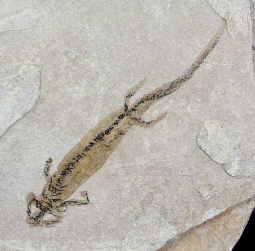 Permian Branchiosaur (Amphibian) Fossil - Germany #63628